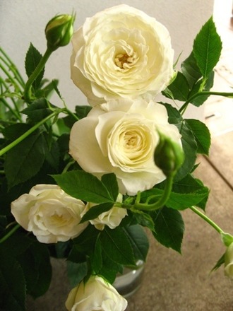¥¨¡¼¥ë¥Ö¥é¥ó¥·¥§o0336044811925036134