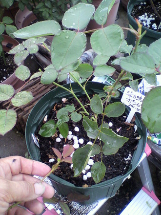 P1002362ÄÉÈ