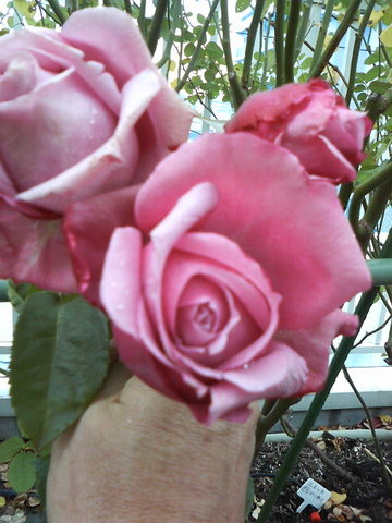 ¥·¥ã¥ë¥ë¥É¥¥¥´¡¼¥ë