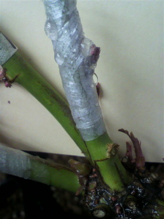 P1004193²êÀܤ®ÉÄ£±