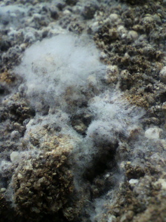 P1001583ȯ¹ÚÈîÎÁ¶Ý»å