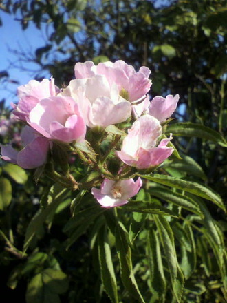 P1005184¥Ð¥ì¥ê¡¼¥Ê