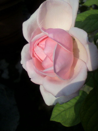 P1004992¥Ê¥¨¥Þ