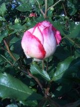 ¥¸¥å¥Ó¥ê¡¼¥»¥ì¥Ö¥ì¡¼¥·¥ç¥óé²