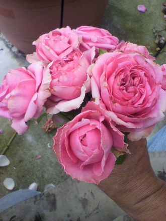¥ª¥¦¥®¥å¥¹¥È¥ë¥Î¥¢¡¼¥ë