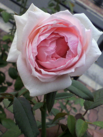 ¥í¥Þ¥ó¥Á¥Ã¥¯¥¨¥ó¥¸¥§¥ë