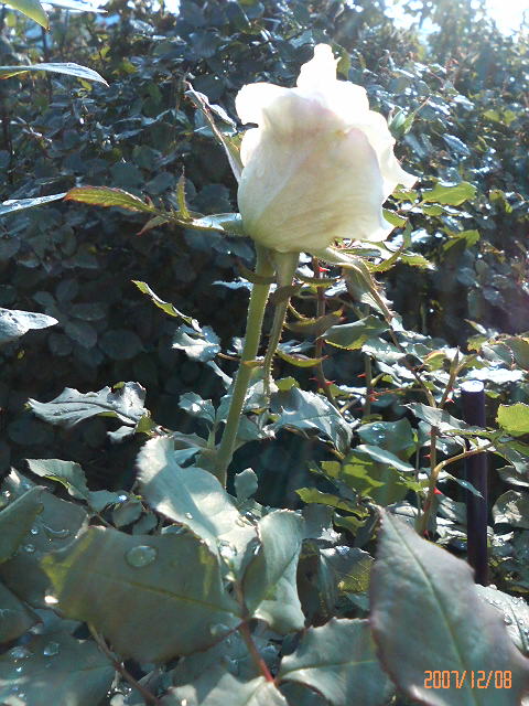 ±«¾å¤¬¤ê¤Î¥×¥é¥¤¥À¥ë¥Û¥ï¥¤¥È¡¡Âç