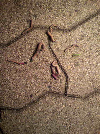P1005303Ìë²ó¤ê(16)