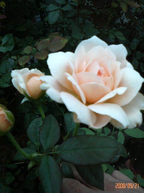 ¥¢¥ó¥Ö¥ê¥Ã¥¸¥í¡¼¥º