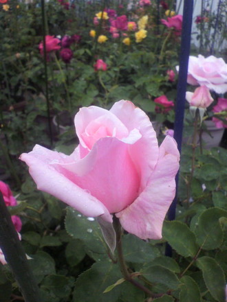 P1009198½Õ˧