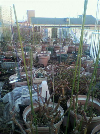 P1005411²°¾åÉ÷·Ê