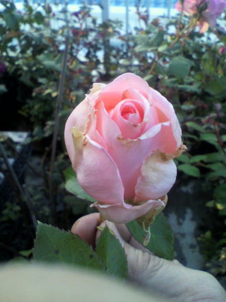 ¥í¥Þ¥ó¥Æ¥£¥Ã¥¯¥¨¥ó¥¸¥§¥ë