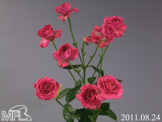 ¥¹¥×¥ì¡¼¥æ¥Î¥í¥¼£Î£Ï£±