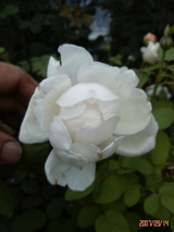 ¥°¥é¥ß¥¹¥¥ã¥Ã¥¹¥ë