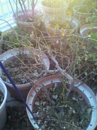 P1005416ÑòÄê»Þ¤Î½èʬ¤â¹Í¤¨¤Ê¤¤¤È