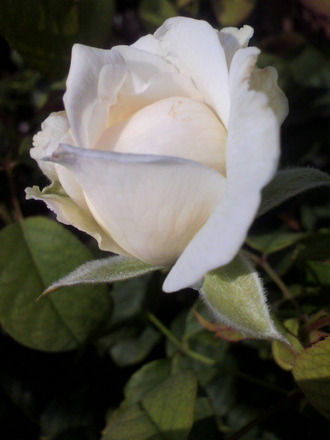 P1004964J¡¦¥Ò¡¼¥ê¥ó¥°