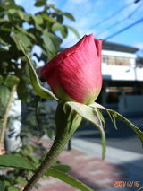 ¥³¥ó¥È¡¦¥É¡¦¥·¥ã¥ó¥Ü¡¼¥ë