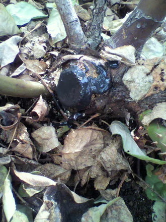 P1003934»Þ¸Ï¤ìɤμêÅö¤Æ£³