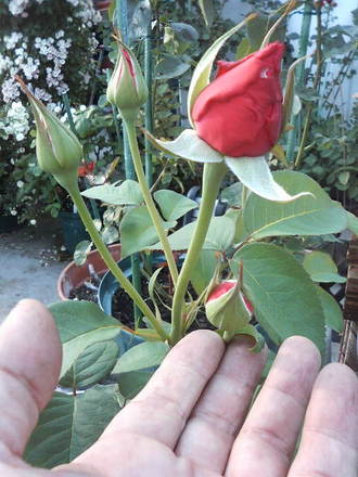 ²Ö¤¬ºé¤¯¤Þ¤ÇȽ¤é¤Ê¤¤