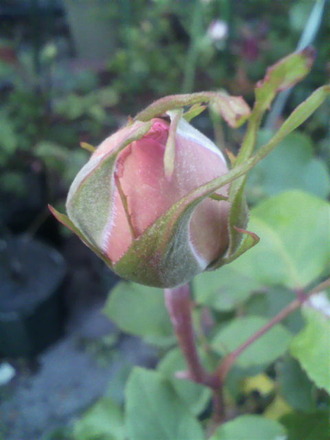 P1005961¥Ô¥ó¥¯¡¦¥¤¥Ö¡¦¥Ô¥¢¥Ã¥Á¥§