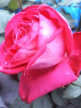 ŽÌާް޽ŽÄŽÌŽÞŽ×ޝ޼Ž
