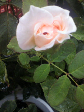 P1007150¥Ò¥«¥ë