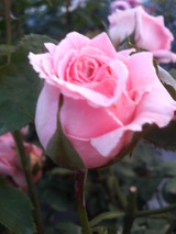 ¥Õ¥ì¥Ç¥ê¥Ã¥¯¥ß¥¹¥È¥é¥ë