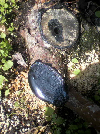 P1008172»Þ¸Ï¤ìÉ£³