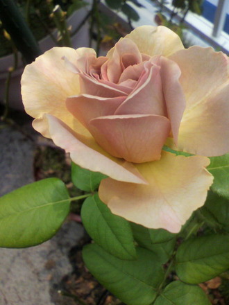 P1005033¥«¥Õ¥§¥é¥Æ
