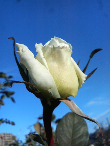 ¥í¥¤¥ä¥ë¥×¥ê¥ó¥»¥¹
