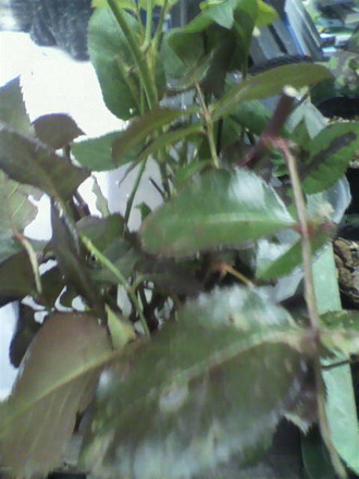 P1004101ÑòÄê»Þ¤Î£¤êʪ