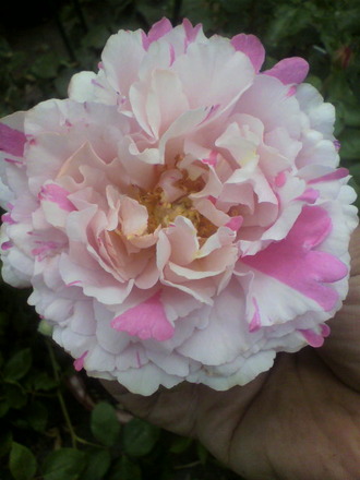 P1008594¥¤¥Ö¡¦¥·¥ë¥Ð
