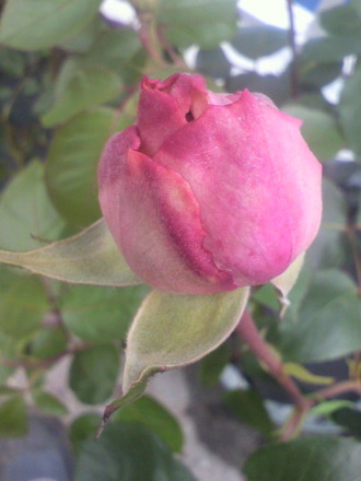 P1009384¥¤¥Ö¥ß¥ª¥é