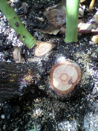 P1003425¸Å»Þ¤ÎÀÚ½ü