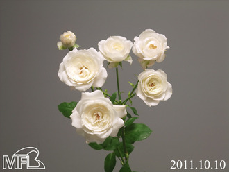 DSCF0840