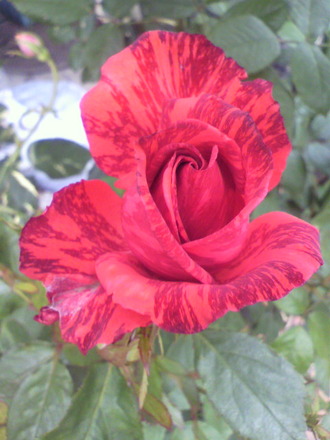 P1002266¥ì¥Ã¥É¥¤¥ó¥Æ¥å¡¼¥·¥ç¥ó