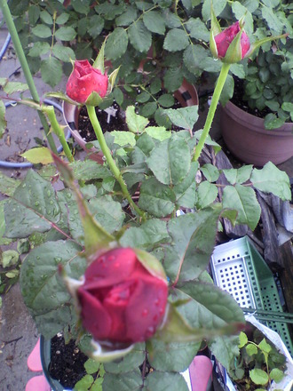 P1002361ͧÁµ