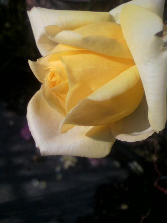 P1007511¤Û¤Î¤«
