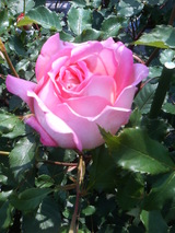¥¸¥å¥Ó¥ê¡¼¥»¥ì¥Ö¥ì¡¼¥·¥ç¥ó³«