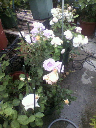 P1006742Àڲּ拾¡¼¥Ê¡¼£²