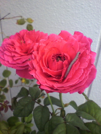 P1003256ͧÁµ