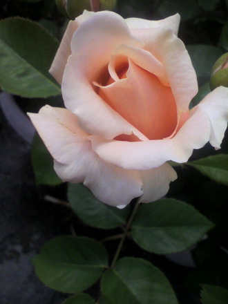 P1008156¥¢¥ó¥Ö¥ê¥Ã¥¸¥í¡¼¥º ¡§£Å£î£ç