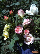 ¥â¥Ê¥³¡§¥Æ¥£¥Õ¥¡¥Ë¡¼¡§¥½¥Ë¥¢¡§¥Û¥ï¥¤¥È¥¯¥ê¥¹¥Þ¥¹¡§¥¦¥¨¥¹¥È¥ß¥ó