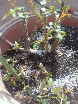 P1007767²ê搔¤¤Ê¤É