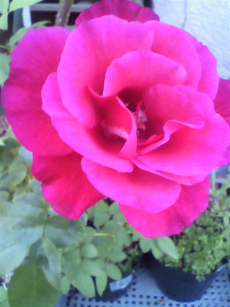 P1005293¥í¡¼¥º¥«¥Ã¥×¡§ÁÞ¤·ÌÚÉÄ