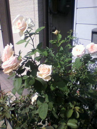 ¥é¡¦¥¸¥ç¥³¥ó¥À