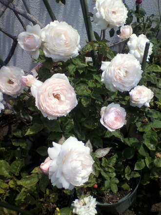 P1004534¥æ¥«¥«¥Ã¥×