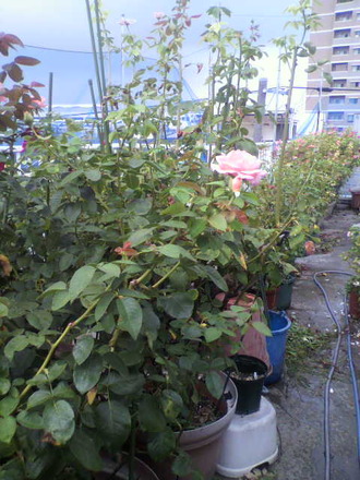P1005285²°¾åÉ÷·Ê£¶Æü