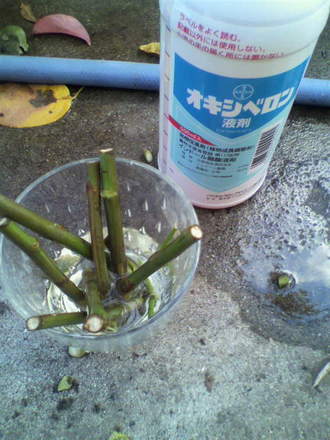 ¥ª¥¥·¥Ù¥í¥ó±ÕºÞ