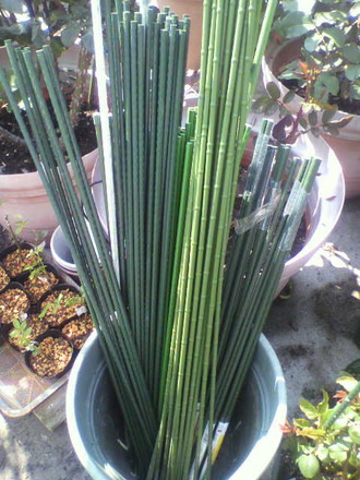 P1005966ÍѰդ·¤¿»ÙÃì